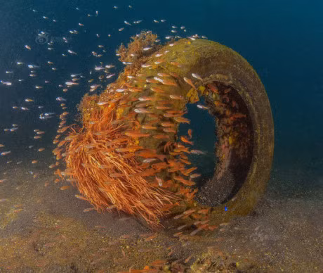 Bo anh chung to nang luc than ky cua sinh vat bien - Anh 1