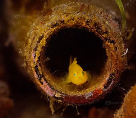 Bo anh chung to nang luc than ky cua sinh vat bien - Anh 2