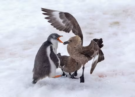 Thot tim canh canh cut con va chim bien danh nhau toi ta - Anh 9