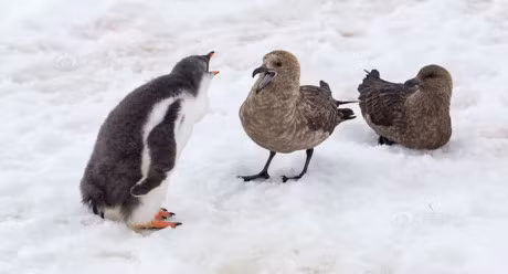 Thot tim canh canh cut con va chim bien danh nhau toi ta - Anh 8