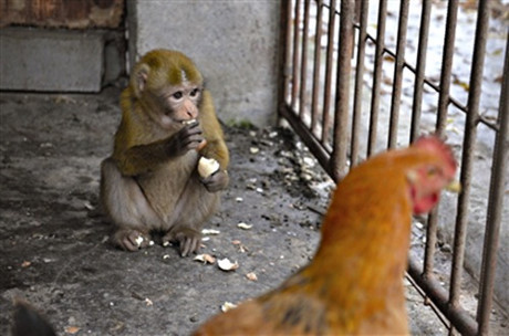 Chết cười cảnh khỉ làm... trò khỉ với con gà tội nghiệp - Ảnh 3 Chet cuoi canh khi lam... tro khi voi con ga toi nghiep - Anh 3