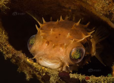 Bo anh chung to nang luc than ky cua sinh vat bien - Anh 7