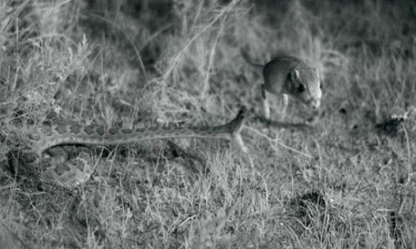 Chuot bat tung nguoi thoat ham ran duoi chuong trong gang tac - Anh 1