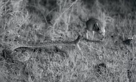 Chuot bat tung nguoi thoat ham ran duoi chuong trong gang tac - Anh 1