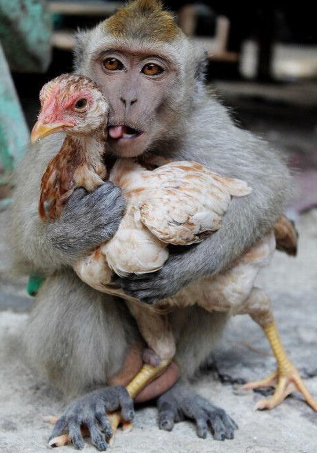 Chết cười cảnh khỉ làm... trò khỉ với con gà tội nghiệp - Ảnh 8 Chet cuoi canh khi lam... tro khi voi con ga toi nghiep - Anh 8