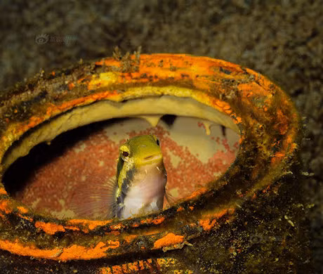 Bo anh chung to nang luc than ky cua sinh vat bien - Anh 5