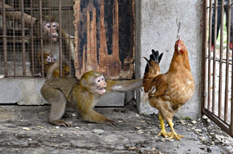 Chết cười cảnh khỉ làm... trò khỉ với con gà tội nghiệp - Ảnh 2 Chet cuoi canh khi lam... tro khi voi con ga toi nghiep - Anh 2