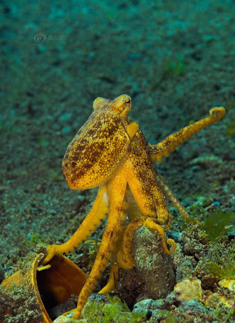 Bo anh chung to nang luc than ky cua sinh vat bien - Anh 8