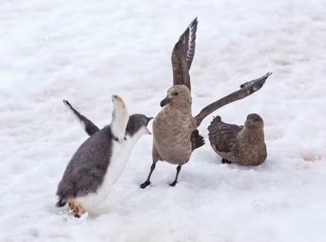 Thot tim canh canh cut con va chim bien danh nhau toi ta - Anh 11