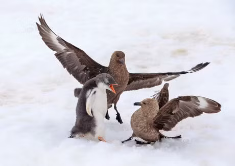 Thot tim canh canh cut con va chim bien danh nhau toi ta - Anh 7