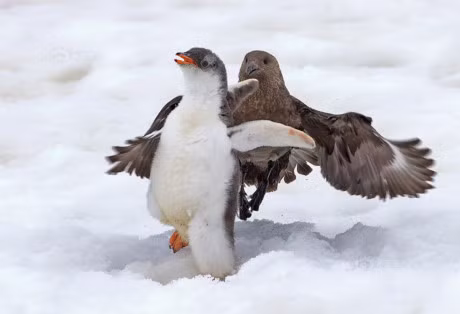 Thot tim canh canh cut con va chim bien danh nhau toi ta - Anh 3