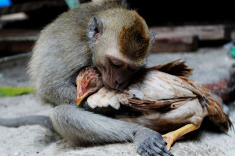 Chết cười cảnh khỉ làm... trò khỉ với con gà tội nghiệp - Ảnh 7 Chet cuoi canh khi lam... tro khi voi con ga toi nghiep - Anh 7