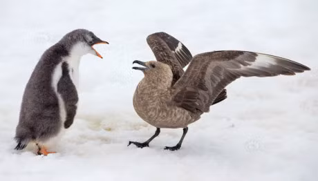 Thot tim canh canh cut con va chim bien danh nhau toi ta - Anh 10