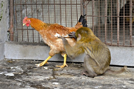 Chết cười cảnh khỉ làm... trò khỉ với con gà tội nghiệp - Ảnh 1 Chet cuoi canh khi lam... tro khi voi con ga toi nghiep - Anh 1