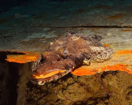 Bo anh chung to nang luc than ky cua sinh vat bien - Anh 10