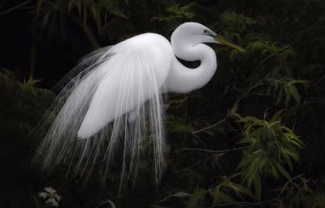 Chiem nguong bo long tuyet dep cua diec lon - Anh 1