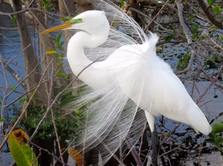 Chiem nguong bo long tuyet dep cua diec lon - Anh 9