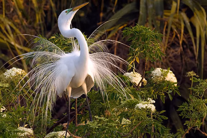 Chiêm ngưỡng bộ lông tuyệt đẹp của diệc lớn