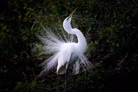 Chiem nguong bo long tuyet dep cua diec lon - Anh 4