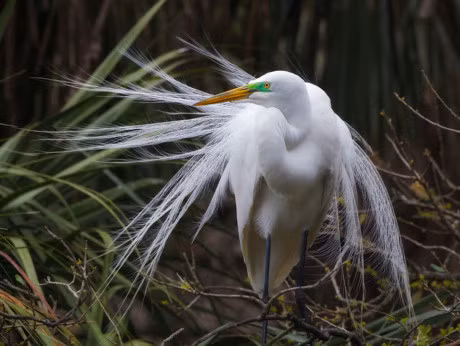 Chiem nguong bo long tuyet dep cua diec lon - Anh 11
