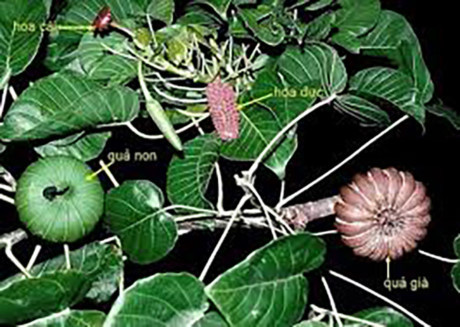 Cây ngô đồng vì sao lại độc như vậy? - Ảnh 4 Cay ngo dong vi sao lai doc nhu vay? - Anh 4