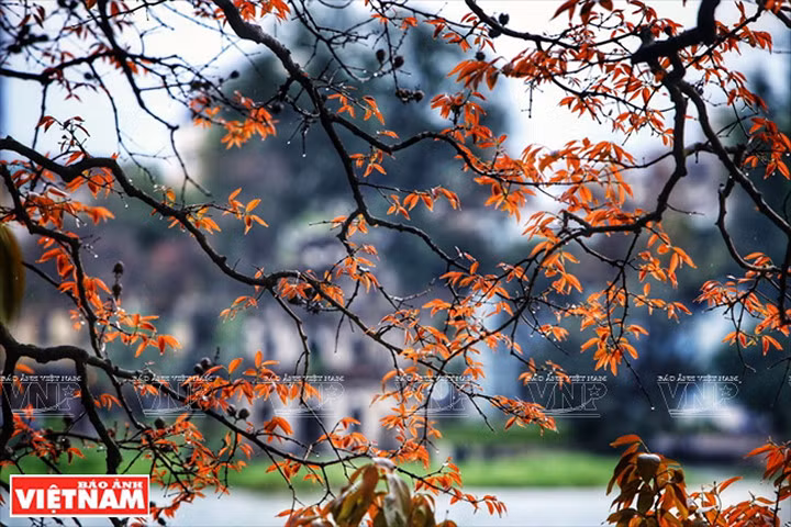 Hà Nội đẹp dịu dàng và thơ mộng trong khoảnh khắc giao mùa