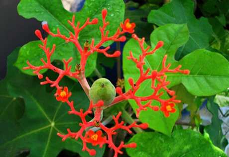Cây ngô đồng vì sao lại độc như vậy? - Ảnh 5 Cay ngo dong vi sao lai doc nhu vay? - Anh 5