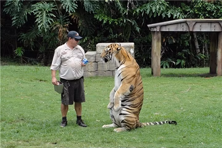 Phì cười với chú hổ "dậy thì thành công", nhưng luôn nghĩ mình là một chú mèo con
