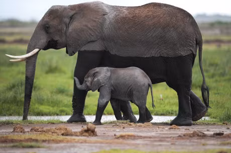Am long truoc tinh mau tu thieng lieng trong the gioi dong vat - Anh 1