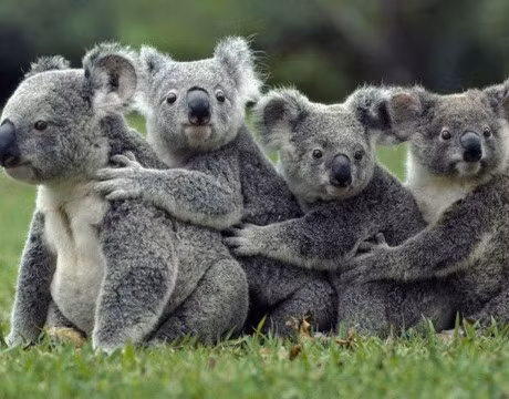 Am long truoc tinh mau tu thieng lieng trong the gioi dong vat - Anh 2