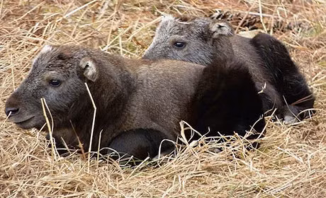 Am long truoc tinh mau tu thieng lieng trong the gioi dong vat - Anh 9