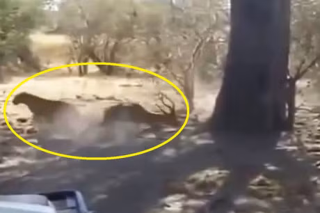 Clip: Khi dau cho tan cong bao hoa mai, giai cuu linh duong - Anh 1