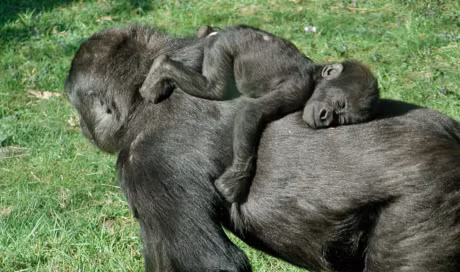 Am long truoc tinh mau tu thieng lieng trong the gioi dong vat - Anh 7