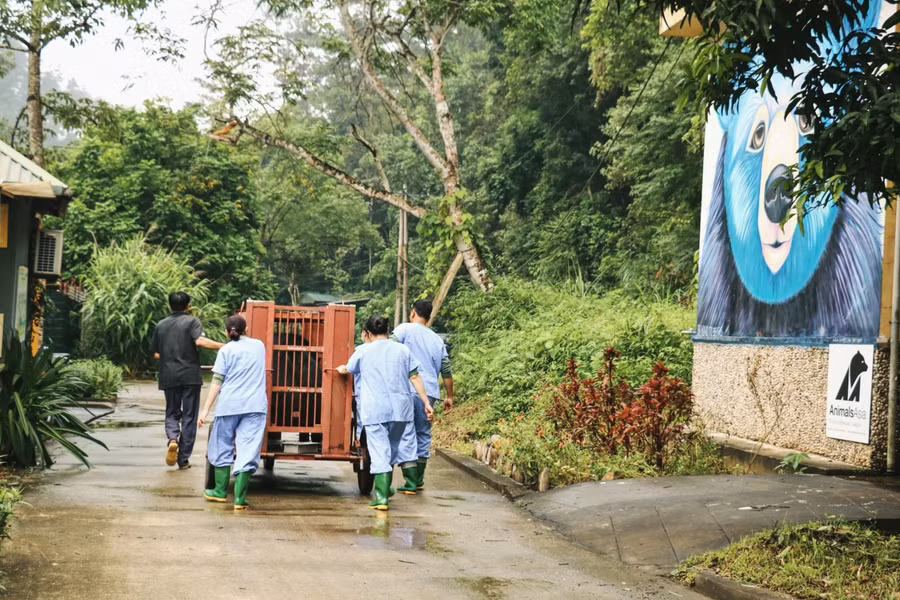 Gấu được đưa về Trung tâm Cứu hộ Gấu Việt Nam và chuẩn bị cách ly 45 ngày.