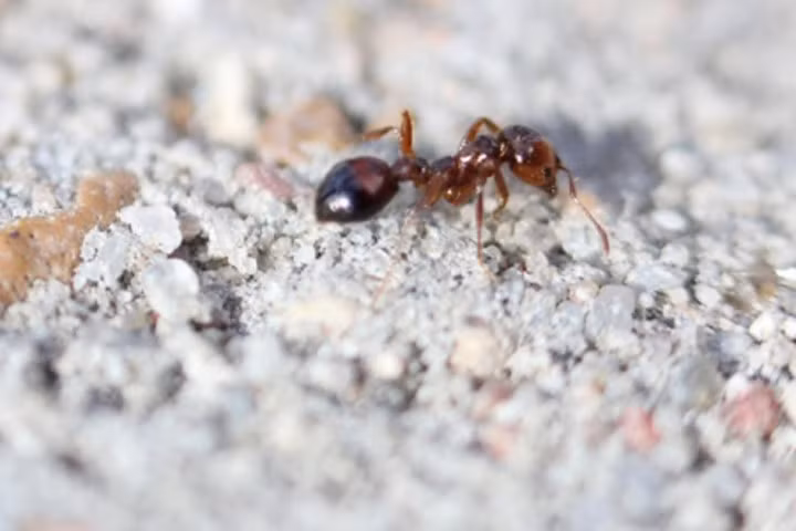 Các chất tạo ngọt có tác dụng diệt kiến lửa