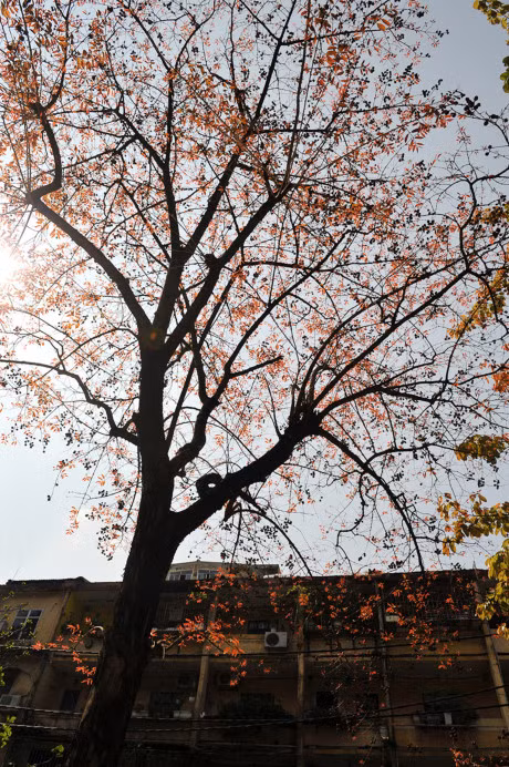 Gioi tre Ha thanh ron rang tao dang voi sac do bang lang - Anh 8