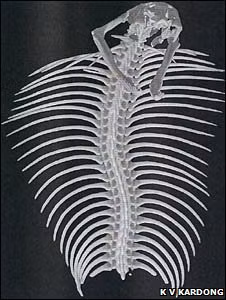 The cobra’s skeleton reveals how its ribs have been 