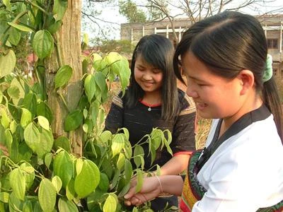 Giá hồ tiêu cao nhất trong 2 năm qua