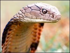 Khám phá cơ chế xòe mang của hổ mang bành