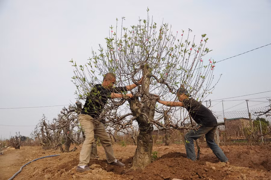 Những gốc đào được đặt vào hốc một cách cẩn thận, phải căn chỉnh sao cho đứng dáng.