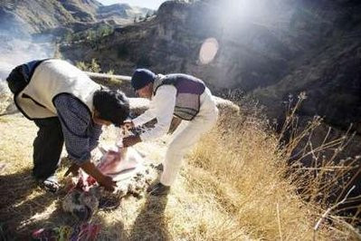 Andean men sacrifice a lamb to be used as offering to the mountains before building the Qeswachaka hanging bridge, at the southern province of Canas in Cuzco 