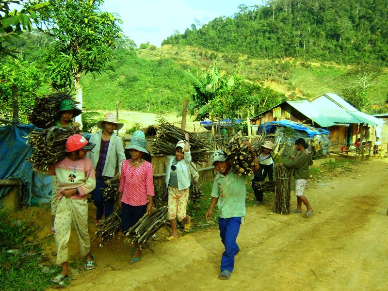 Trẻ em ở CơTu nhất là nữ vẫn làm việc nặng nhọc 
