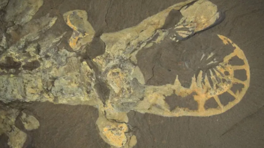 Phần còn lại hóa thạch của A. canadensis. Ảnh: Allison Daley Phần còn lại hóa thạch của A. canadensis. Ảnh: Allison Daley