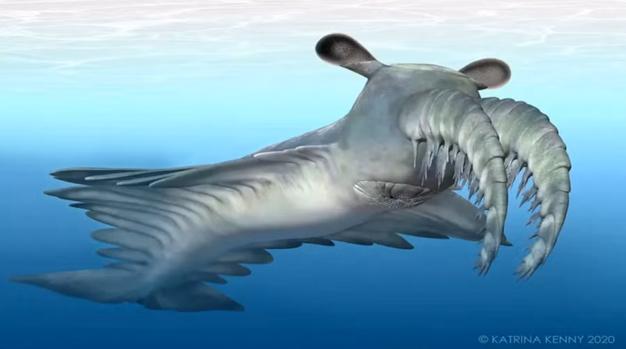 Loài tôm đâm con mồi bằng gai trên mặt. Ảnh: Katrina Kenny