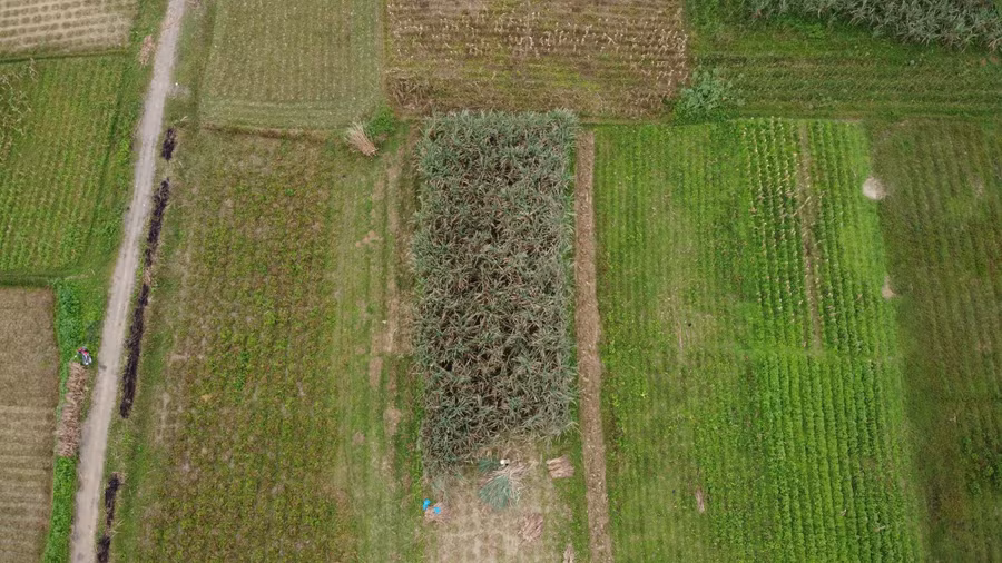 Không chỉ nổi tiếng với sản phẩm cây cam bù và nghề nuôi ong lấy mật, xã Thọ Điền (huyện Vũ Quang) còn được biết đến với làng nghề làm mật mía truyền thống