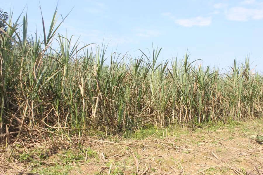 Theo ông Nguyễn Đăng Nhàn, Chủ tịch UBND xã Thọ Điền cho biết: Đây là loại cây kinh tế gắn liền với người dân Thọ Điền. Trước đây, có một thời gian bà con chặt mía để trồng các loại cây khác do không có đầu ra. Tuy nhiên, vài năm lại đây, mật mía có giá cao nên diện tích trồng mía tiếp tục được mở rộng. Hiện, toàn xã có 17hecta trồng mía chủ yếu ở các vùng như thôn 2, thôn 3, thôn 5, thôn 7....