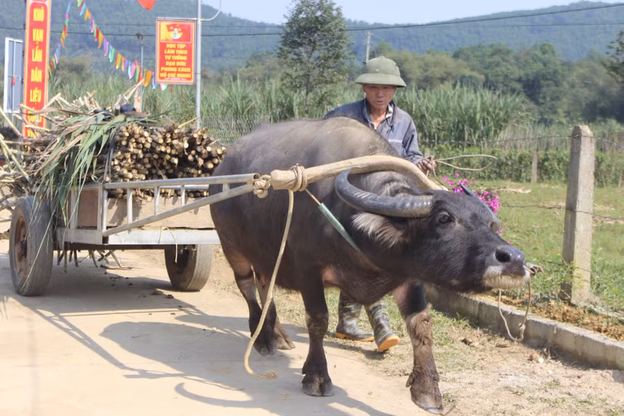 Mía sau khi thu hoạch thường được dùng gia súc để đưa về nhà chuẩn bị đưa vào máy ép lấy mật.