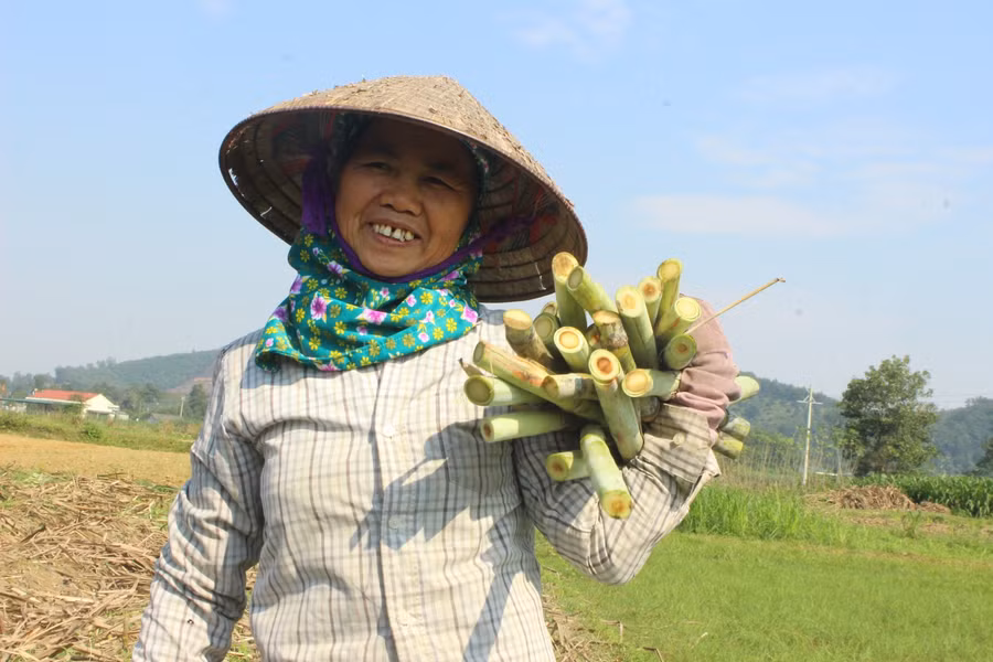 Từ gốc cho đến ngọn cây mía đều được người dân tận dụng không bỏ sót. Phần thân mía dùng ép mật, lá làm thức ăn cho gia súc còn phần ngọn được làm giống cho vụ tới