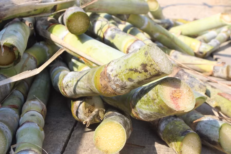 Trời càng khô hanh, hàm lượng đường trong cây mía càng lớn và trải đều từ gốc đến ngọn. Mía được thu hoạch, buộc lại thành từng bó lớn để đưa về lò ép.