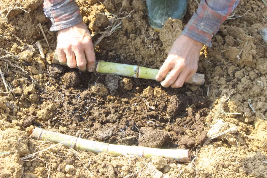 Thời điểm thu hoạch mía, cũng là lúc người dân ươm trồng cho vụ mía mới. Cứ một hố người ta sẽ đặt 3 ngọn mía . "Trung bình một hố trồng sẽ cho 20 cây mía thành phẩm tương đương với 1l mật", bà Lê Thị Thủy (xã Thọ Điền) cho biết.